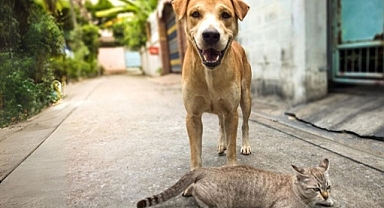 Hayvanlarını sokağa bırakacak olanları iki defa düşündürecek karar