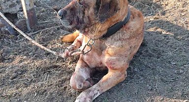 Yasa dışı köpek dövüşüne JASAT 'dur' dedi