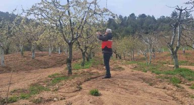 Gediz'de zirai don hasar tespit çalışmaları başlatıldı