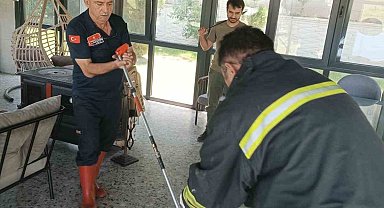 Afyonkarahisar'da yılan paniği