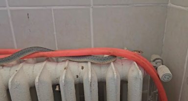 Kütahya'da restoran ıntuvaletindeki yılan korkuttu