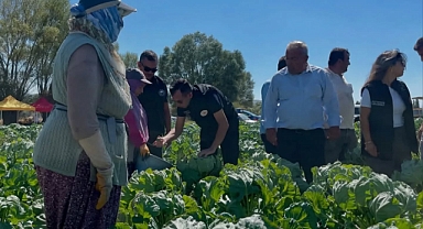 Brüksel Lahanası Hasadı Gerçekleştirildi