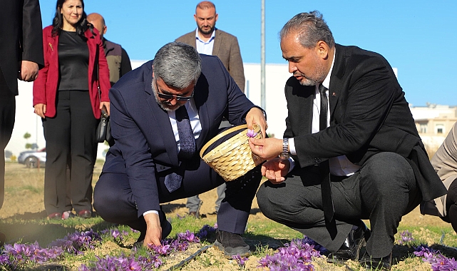 AFSÜ'de Safran Hasadı: