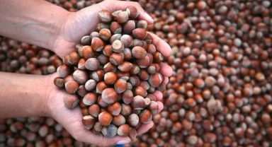 Fındık İhracatından 9 Ayda 1.6 Milyar Dolar Gelir Elde Edildi